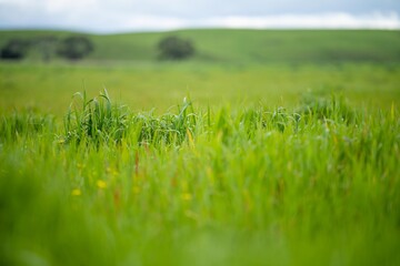 grass growing in a field. long pasture growing on a farm in spring. cattle feed