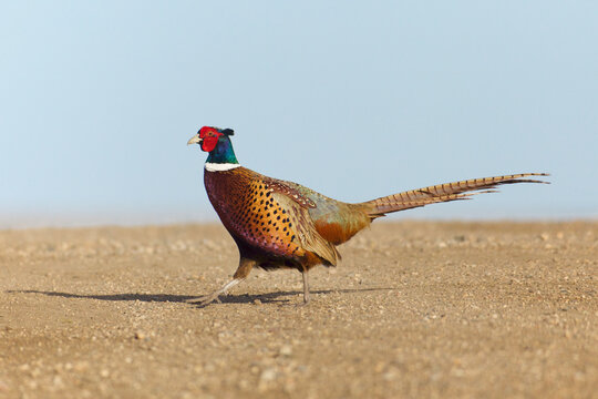Ring-necked Pheasant - a large colorful male pheasant crossing a dirt road with clear blue sky in the background
