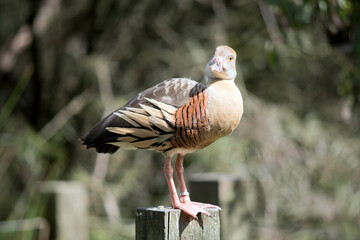 this is a side view of a plumed whistling duck is standing on a fence post