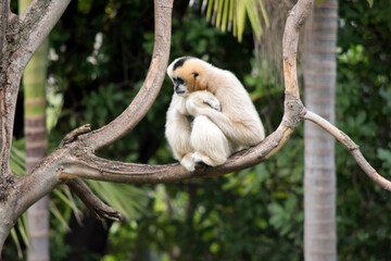 the female white cheeked gibbon is sitting on a tree branch