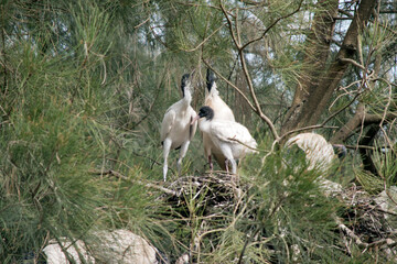 the white ibis is mainly all  white with a black head and neck it is an ugly bird