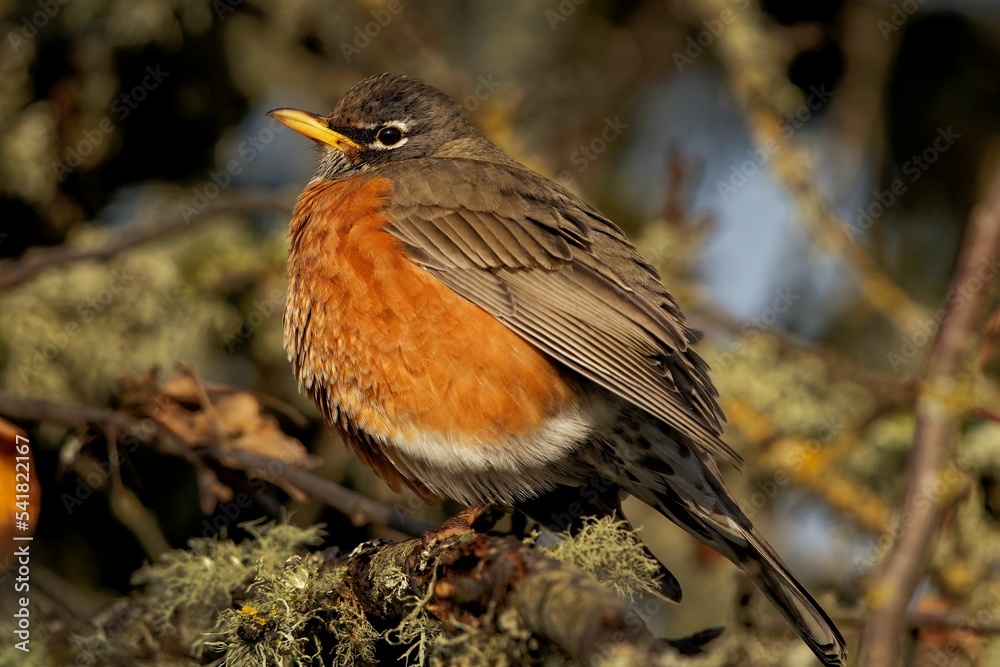 Poster closeup shot of an american robin (turdus migratorius) resting on a mossy tree branch