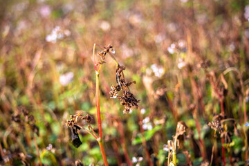 Buckwheat after frost. Frozen leaves and flowers of Buckwheat. Plants after sharp cold snap. Dead parts of plants after frost. destroyed crops, collapse of business. Soft focus