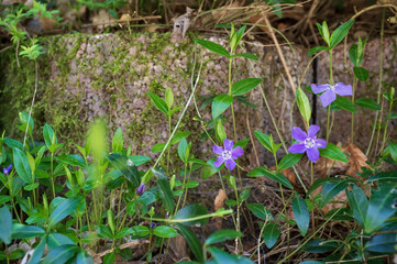 Small violet flowers among greenery, against a stone background. 