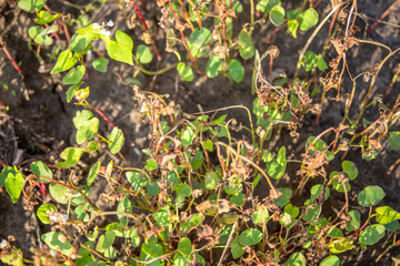 Buckwheat after frost. Frozen leaves and flowers of Buckwheat. Plants after sharp cold snap. Dead parts of plants after frost. destroyed crops, collapse of business. Soft focus