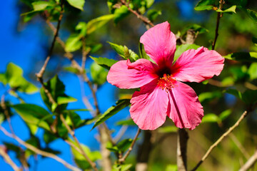 pink flower in bloom