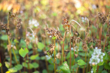 Buckwheat after frost. Frozen leaves and flowers of Buckwheat. Plants after sharp cold snap. Dead parts of plants after frost. destroyed crops, collapse of business. Soft focus