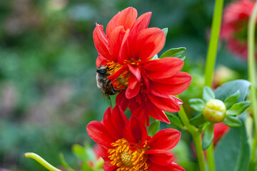 A big-eyed fly collects nectar from a red dahlia.
