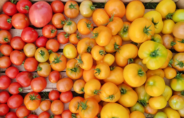 Yellow and red tomato background, top view