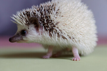 Cute hedgehog. Portrait of pretty curious muzzle of animal. Favorite pets. Atelerix, African hedgehogs. Selective focus. High quality photo