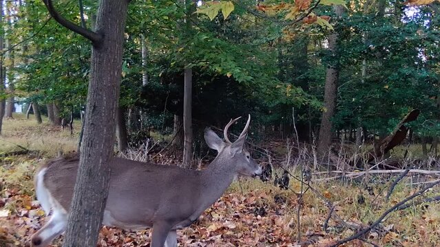 young whitetail deer buck in forest