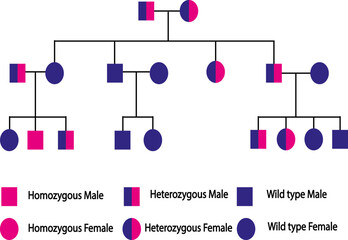 Simple autosomal recessive pedigree chart, heterozygous parents, located on one autosome (non-sex chromosome)