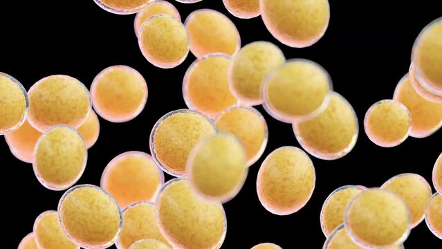 3d rendered medical animation of growing fat cells
