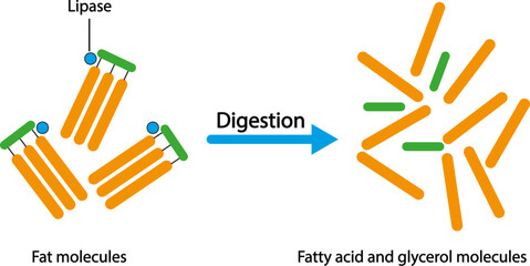 Scientific design of fat molecule fingering. Effect of lipase enzyme on fat molecules. Fatty Acid And Glycerol Formation. Colorful symbols. Vector illustration.