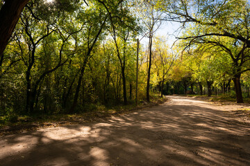 Curva en el camino. Carretera con sombra fresca en el bosque.