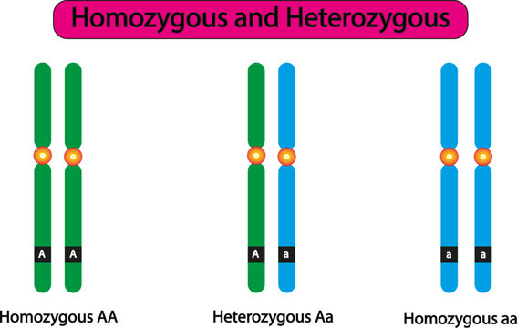 Difference Between Homozygotes and Heterozygotes. Genotype of a diploid organism at a single DNA site. Vector illustration.