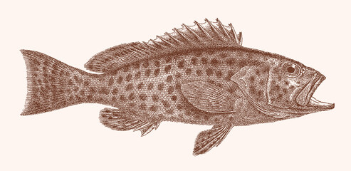 Areolate grouper epinephelus areolatus, tropical marine fish in side view