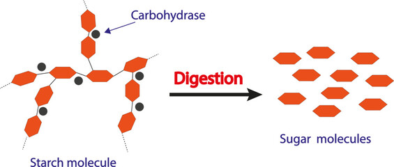 Scientific concept of starch digestion. Effect of Hydrocarbase Enzyme on Starch Molecule. Vector illustration.