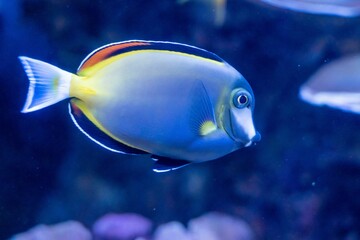 Closeup of blue surgeon fish swimming in the water on a blue background