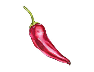 Red Hot Peppers. Watercolor illustration of vegetables. Illustration for cafe and restaurant menu design.