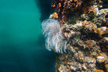Christmas tree hydroid, Mediterranean species - Pennaria disticha