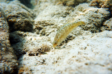 Ocellated Mediterranean wrasse - Symphodus ocellatus