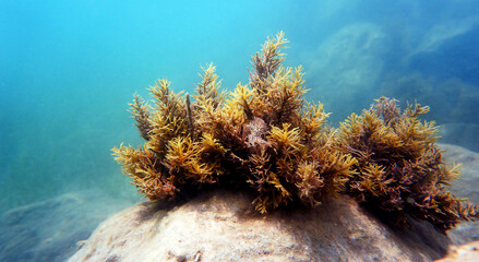 Cystoseira baccata is a species of brown seaweed in the family Fucaceae.