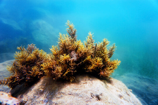 Cystoseira baccata is a species of brown seaweed in the family Fucaceae.