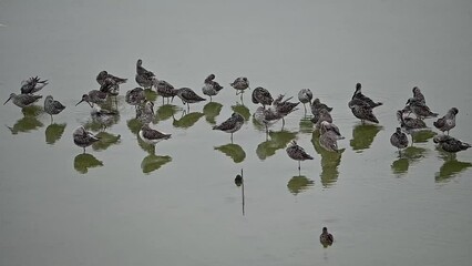 Large group of birds feeding in the middle of a lake