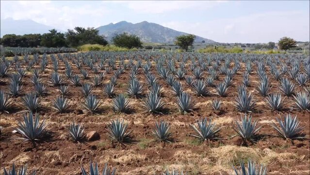 campos de Agaves en guadalajara