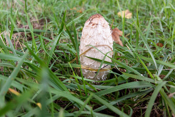 Toxic mushroom herringbone