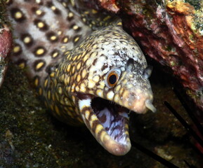 Costa Rica Pacific Sea life