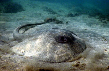 Costa Rica Pacific Sea life