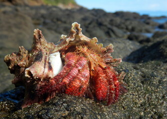 Costa Rica Pacific Sea life