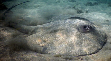 Costa Rica Pacific Sea life