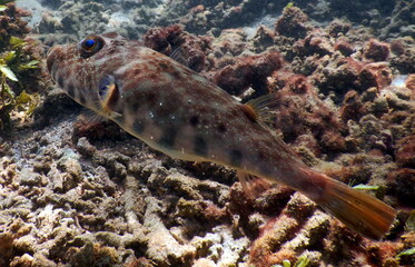 Costa Rica Pacific Sea life