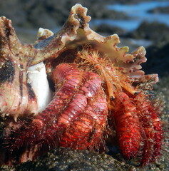 Costa Rica Pacific Sea life