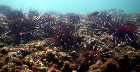 Costa Rica Pacific Sea life