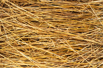 close up of dry yellow straw as a textured background