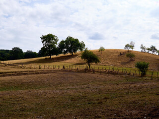 trees in the field