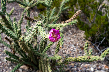 Obraz premium Big Bend National Park, Texas