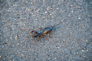 Whip Scorpion, Big Bend National Park, Texas