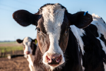 A Holando Argentino calf in a farm on the outskirts of the city of Mar del Plata, Argentina.