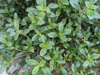 Close up photo of green leaf wild flower. The photo is suitable to use for nature background, poster and advertising.