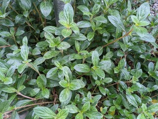 Close up photo of green leaf wild flower. The photo is suitable to use for nature background, poster and advertising.