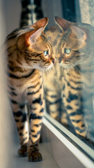 Bengal „kleiner Leopard“ gespiegelte Schönheit  