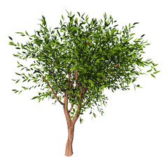 Front view of Plant (Prunus persica Peach trees 1) Tree png