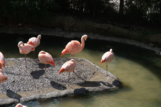 Pink flamingos stand in the water and catch food,beautiful exotic birds