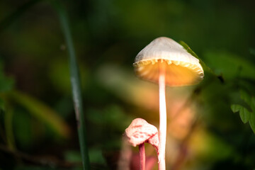 mushrooms, which are poisonous varieties found in forests in nature