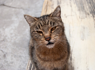 close up of isolated cat